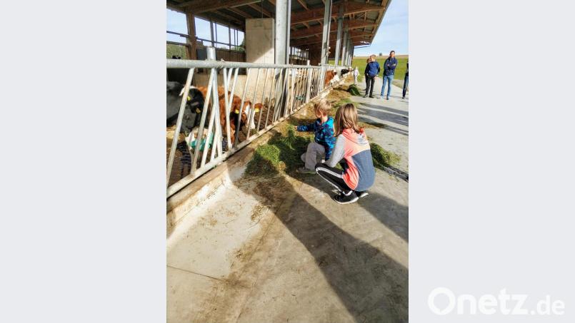 Kinder hatten beim Füttern der Kälber Spaß. Bild: Lisa Hertel, Öko-Modellregion Stiftland/exb