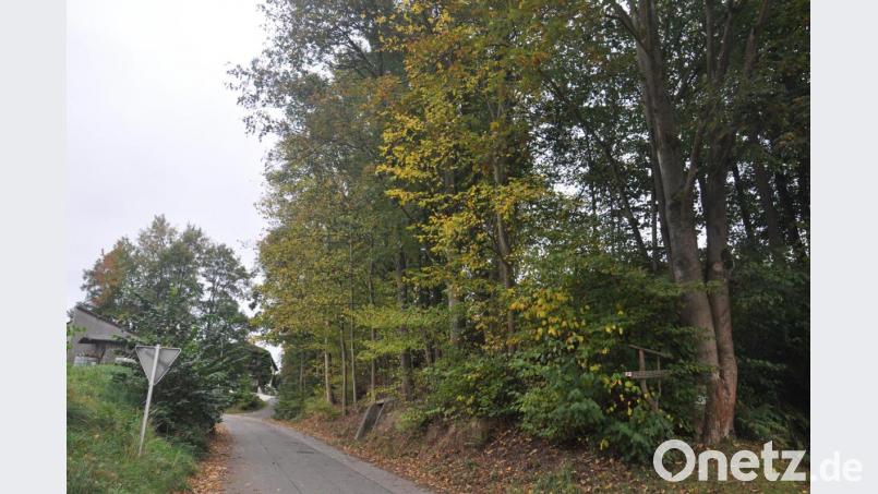 Mehrere Bäume am Urtlweg in Hohenthan sind nicht mehr in bestem Zustand. Wie viele Bäume entfernt werden sollen, konnte bei einem ersten Termin nicht geklärt werden. Jetzt soll der Stadtrat in eine seiner nächsten Sitzungen entscheiden. Bild: ws