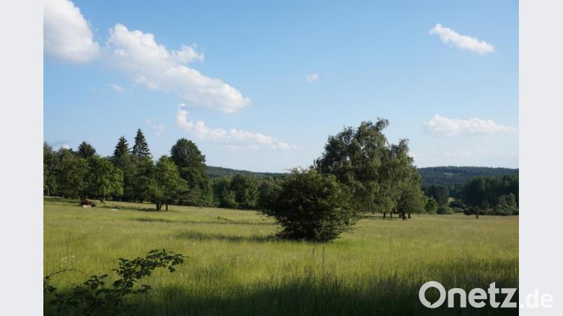 In vollen Zügen die Landschaft am Grünen Band genießen, wie hier bei Pleš (Plöß) mit extensiver Weidewirtschaft zwischen Lesesteinriegeln und Mauerresten der bis zum Ende des Zweiten Weltkriegs von sudetendeutschen besiedelten Ortschaft - im Hintergrund die Wälder auf bayerischer Seite. Bild: eib