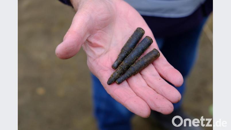 Diese alten Gewehr-Patronen kommen im Rußweiher ans Tageslicht. Bild: do