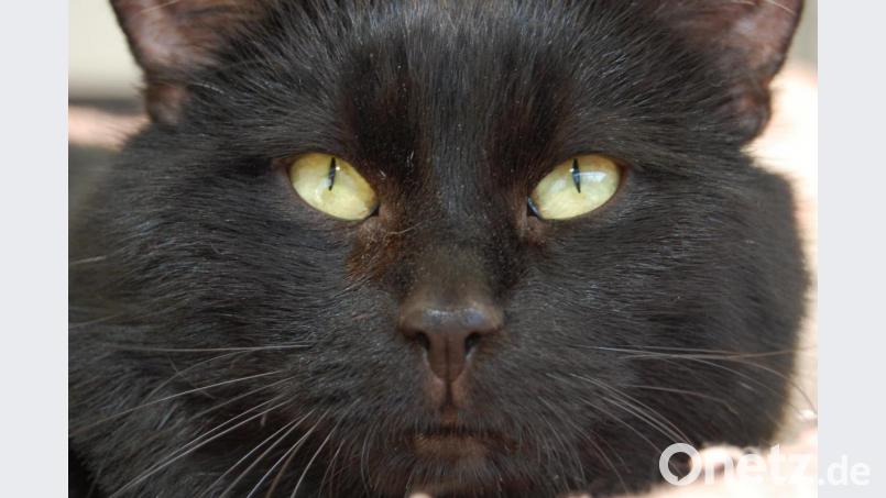 &quot;Die Katze wo ausschaut wie der Teufel&quot; sagte einmal eine Freundin der Familie und meinte damit unseren &quot;Blacky&quot;. Bild: hcz