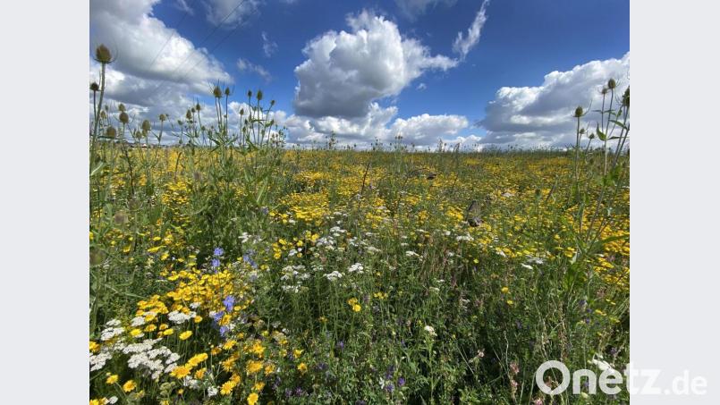 In Wernberg-Köblitz soll es künftig noch mehr Grünflächen dieser Art geben, um die Biodiversität zu erhalten. Bild: Petra Hartl