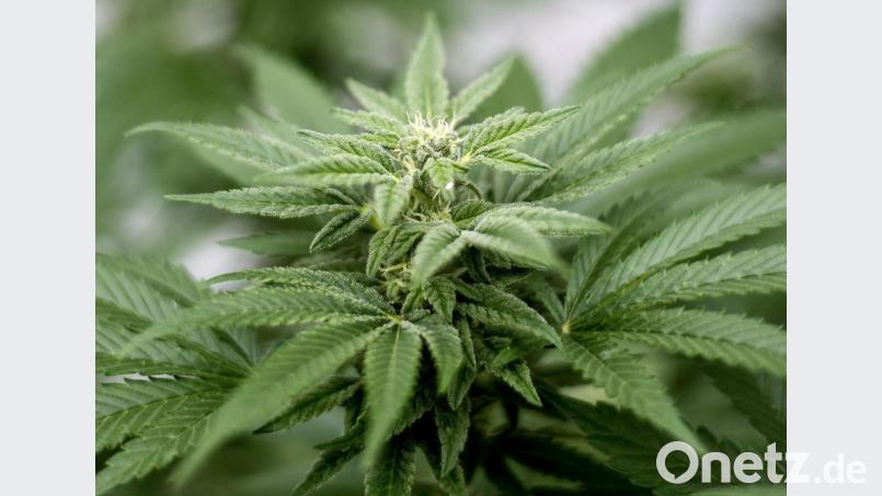 Die Cannabis-Pflanze, aus deren Blüten und Blättern Marihuana-Joints gedreht werden. Symbolbild: Matt Masin/dpa