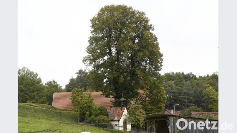 Die Linde an der Kapelle in Unterammerthal hat einen teilweise hohlen Stamm. Sie darf aber stehenbleiben. Bild: Petra Hartl