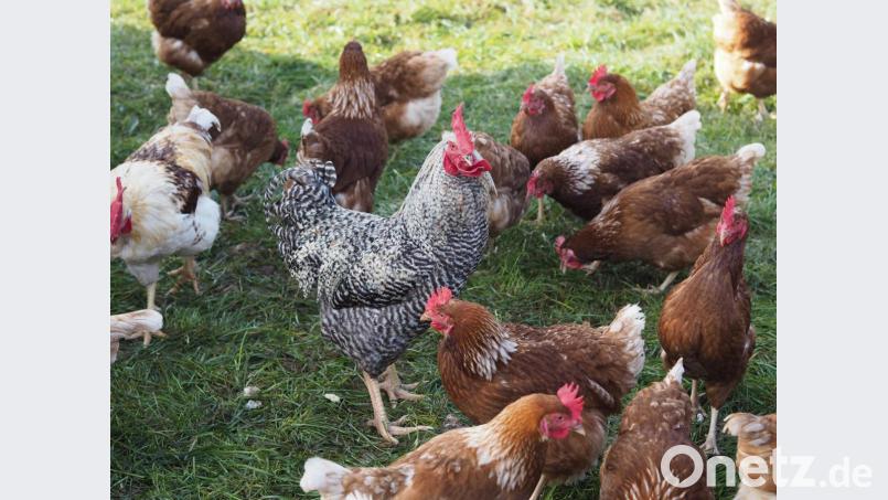 Kurzer Halt beim mobilen Hühnerstall in Bachetfeld. Hier erfuhren die Gartler einiges Wissenswertes über die Hühnerhaltung. Bild: nad