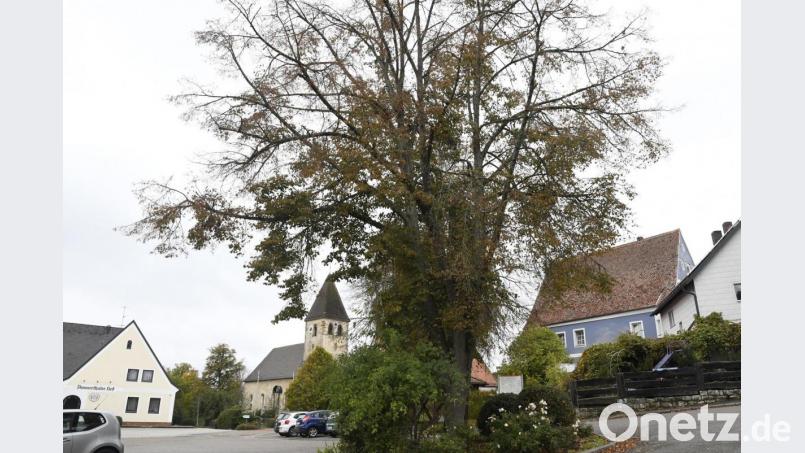 Die 15 Meter hohe Linde auf dem Ammerthaler Dorfplatz ist stark geschädigt und wird gefällt. Bild: Petra Hartl