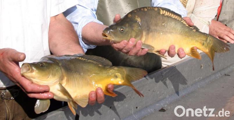 Zur Allerweltkirwa werden Prachtexemplare aus dem Teichen geholt. Bild: Götz