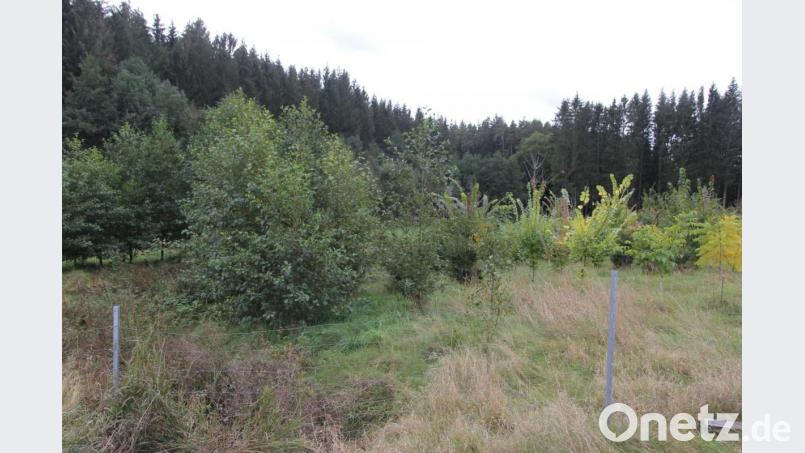 Übersicht über das Waldstück. Bild: ral