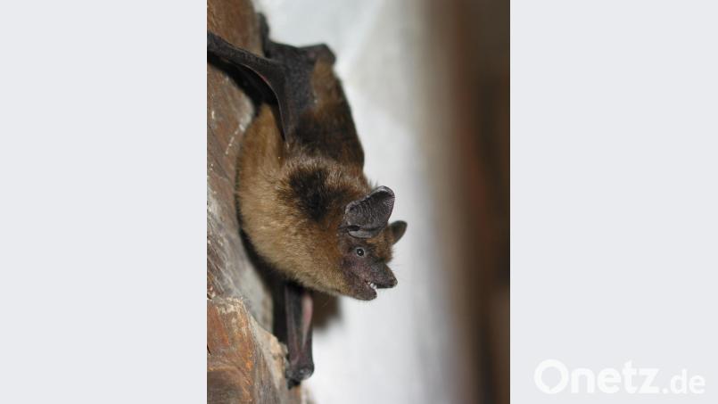 Die Breitflügelfledermaus fliegt typischerweise über Rinderweiden in zwei bis zehn Metern Höhe. Dort erbeutet sie vorwiegend größere Insekten, wie die Gelbe Dungfliege. Bild: Rudi Leitl/exb