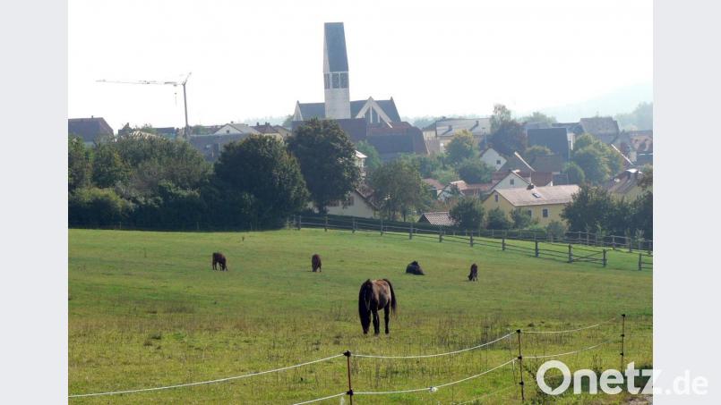 Eintracht auf der Pferdekoppel. Bild: lep