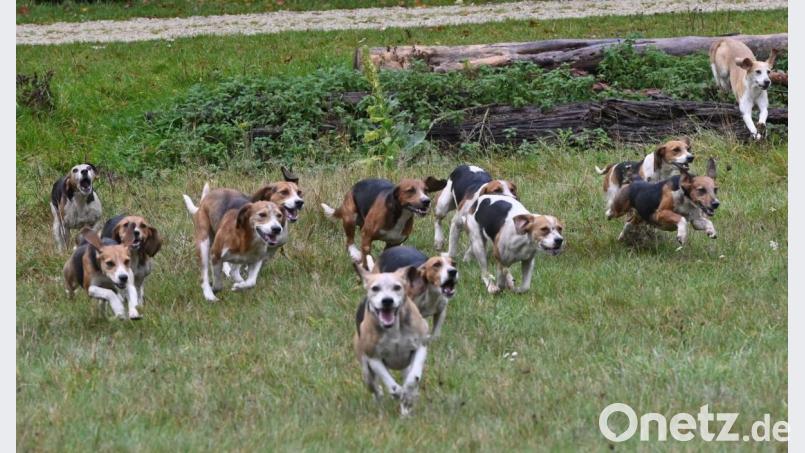 Hunde der Vogelsberg-Meute hetzten einer Schweißspur hinterher. Bild: gf