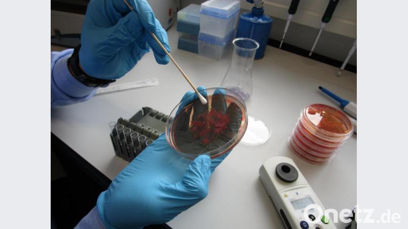 Die Arbeitsgruppe Hygiene und Medizintechnik der OTH Amberg-Weiden arbeitet an neuen Ansätzen zur Verbesserung der hygienischen Gesamtsituation im klinischen Umfeld. Bild: OTH Amberg-Weiden