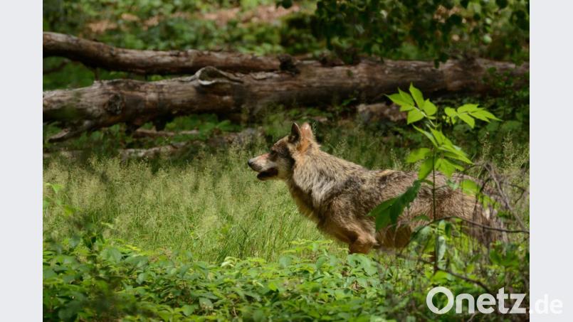 Wolf im Tierfreigelände Lusen im Nationalpark Bayerischer Wald. Bild: Katrin Kunz