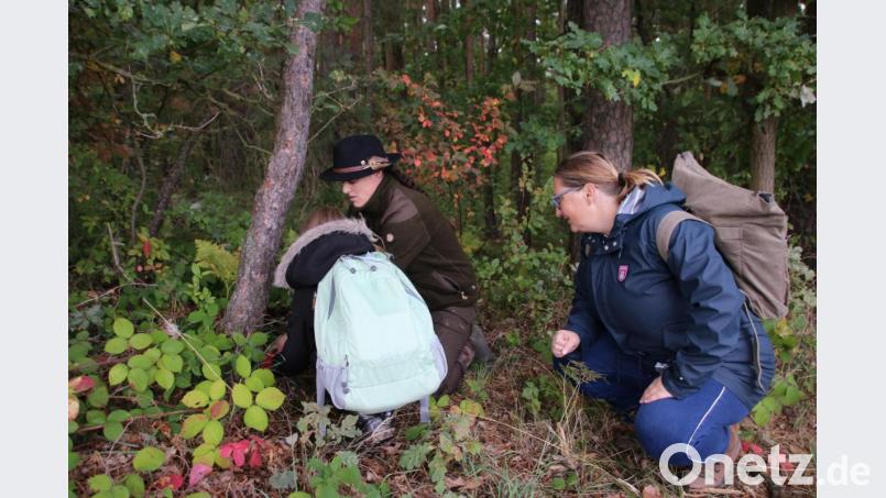 Naturpark-Rangerin Simone Peuleke zeigt den Kindern und Lehrerin Anja Ott, wie man Insekten finden kann. Bild: sne