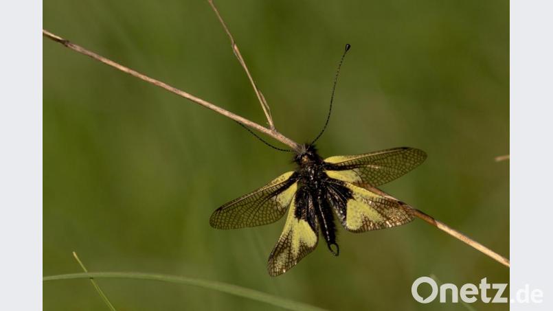 Die Bilder lösten bei den Fotoclubmitgliedern größte Bewunderung aus. Josef Schell bewies einmal mehr, welche Geduld er für sein Hobby aufbringt. Bild: exb/Josef Schell