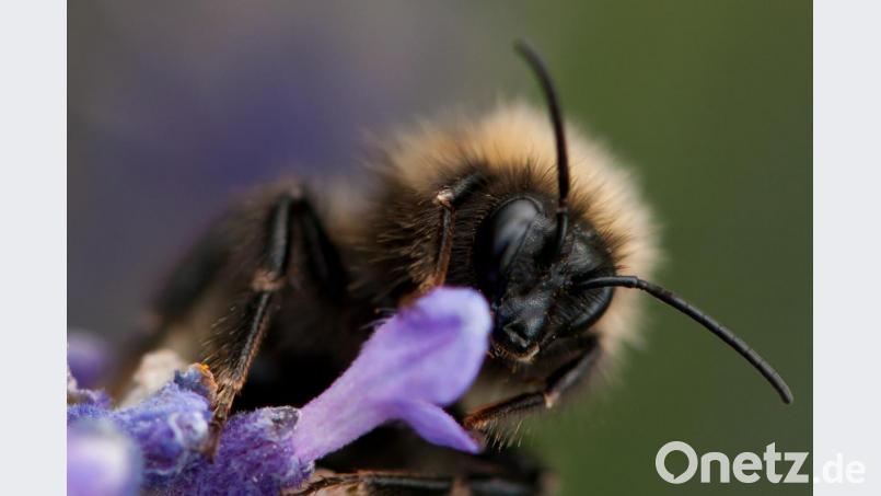 Die Bilder lösten bei den Fotoclubmitgliedern größte Bewunderung aus. Josef Schell bewies einmal mehr, welche Geduld er für sein Hobby aufbringt. Bild: exb/Josef Schell