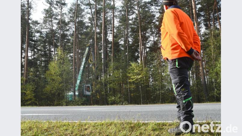 Baumfällarbeiten B470 bei Troschelhammer. Bild: Gabi Schönberger