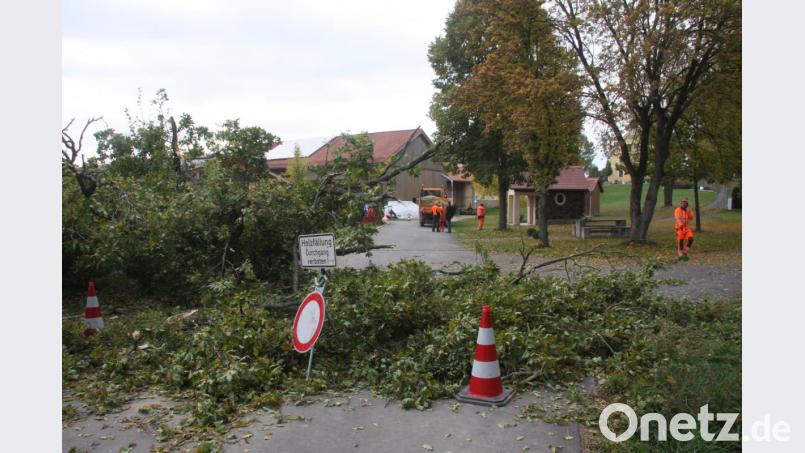 Kurz nach 13 Uhr war die Fällung beendet. Aus Sicherheitsgründen war die Straße zum Bahnübergang gesperrt. Bild: wro