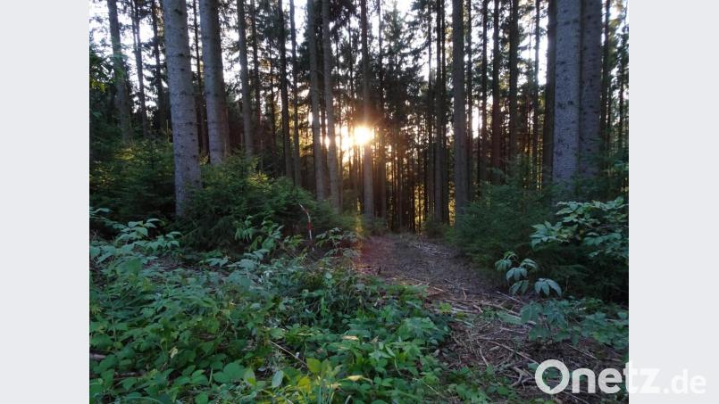 In diesem Waldstück fand ein Paar den Schädelknochen des vermissten 80-jährigen Seniors. Von der Absuche der Polizei ist noch ein Absperrband zu sehen. Bild: rti