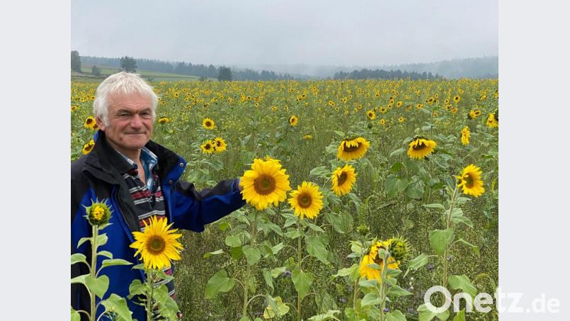 Gut für Biene und Co: Die Blühflächen, die Josef Prey angelegt hat. Bild: Völkl