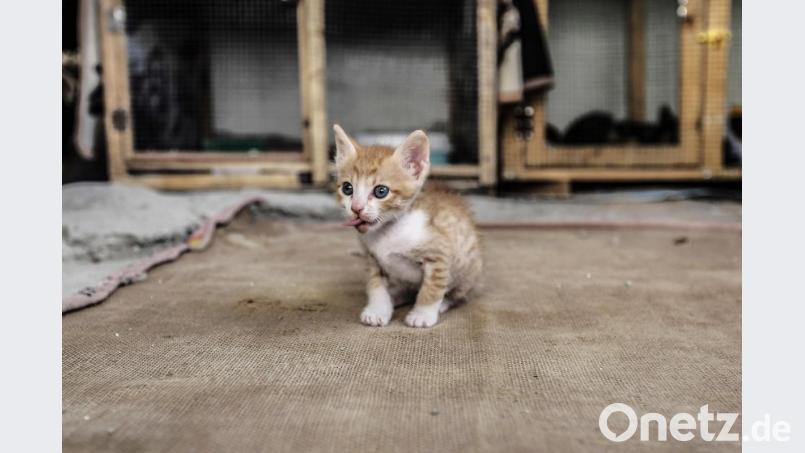 Die Polizei Cham ermittelt, nachdem ein Unbekannter vier Kätzchen im Müll entsorgt hat, Symbolbild: Mohammed Talatene/dpa