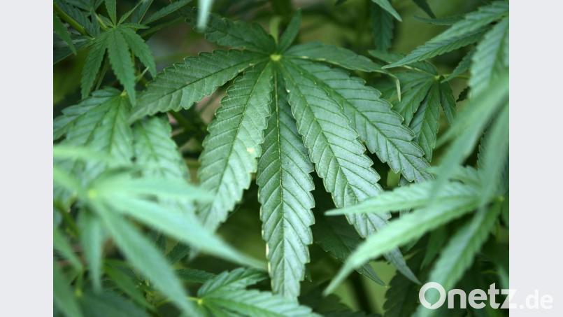 Auf dem Balkon einer Wohnung in Amberg fanden Polizisten bei einer Durchsuchung Cannabispflanzen. Symbolbild: Oliver Berg/dpa
