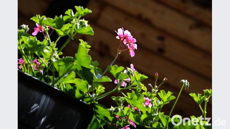 Geranien blühen nicht nur ein Jahr lang. Sie können den Winter überstehen und im nächsten Frühjahr wieder erblühen. Foto: Karl-Josef Hildenbrand/dpa-tmn Bild: Karl-Josef Hildenbrand
