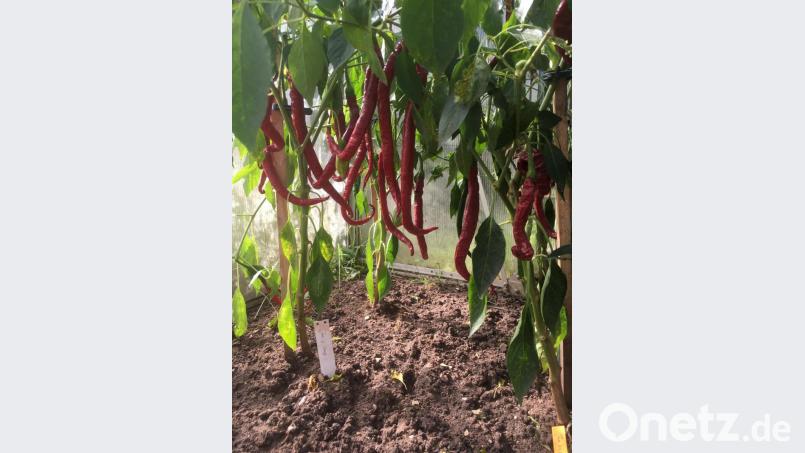 Chilis wehren mit ihrer Schärfe Fressfeinde ab. Diese schlanken Früchte schauen schon richtig scharf aus! Bild: rpp