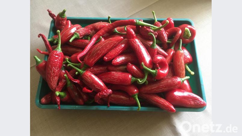 Eine reiche Ernte konnte Chililiebhaber Konrad Götz aus Kastl verzeichnen.
Etwa 200 Früchte von insgesamt 11 Pflanzen können sich sehen lassen. Bild: rpp