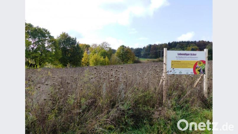 Der „lebendige Acker“ in Mennersberg entwickelt sich zum Publikumsmagneten. Bild: jp