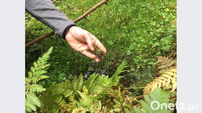 Das seltene Lebermoos ist ein Hinweis auf dauerhaftes, sauberes Oberflächenwasser. Bild: ihl