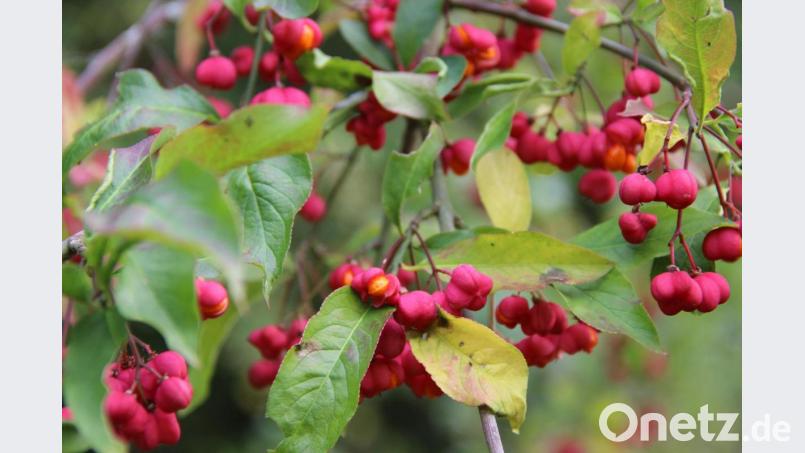 Mit seinen karminroten Früchten und Blättern ist das Pfaffenhütchen der „Star“ im herbstlichen Garten. Bild: ero