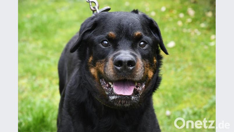 Ein Rottweiler ist als Kampfhund der Kategorie 2 eingestuft. Sein Besitzer braucht ein sogenanntes Negativzeugnis, damit er das Tier halten kann. Rottweiler gibt es auch in Auerbach, ebenso weitere Kategorie-2-Kampfhunde wie etwa Bullterrier oder American Bulldog. Bild: Petra Hartl