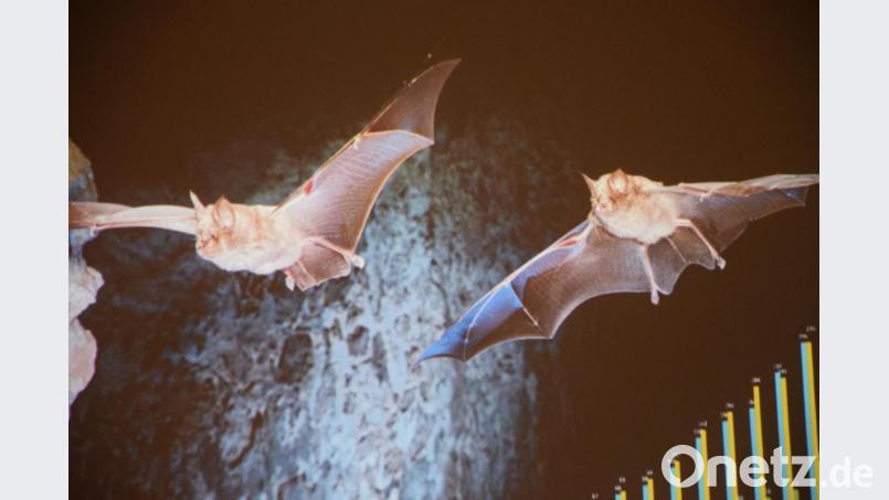 Bei einem Monitoring entdeckt man auch im Herbst noch Fledermäuse: Zu sehen ist eine Fledermausmutter (links) mit ihrer fast schon erwachsenen Tochter auf Insektenjagd im Lauterachtal. Bild: bö
