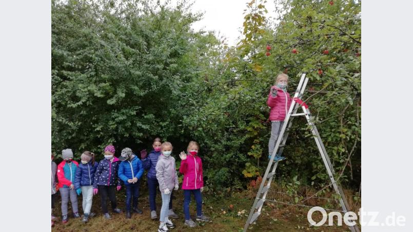 Die Zweitklässler der Grundschule Plößberg bei der Apfelernte. Bild: Grundschule Plößberg/exb