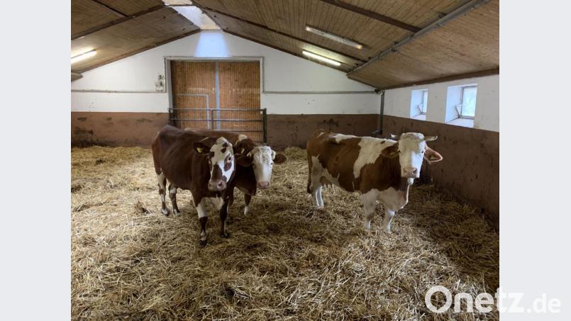 Die drei Rinder aus Oberbayern fühlen sich auch in der Oberpfalz wohl. Bild: gz