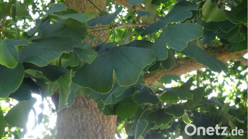 Die charakteristischen fächerförmigen Blätter des Ginkgobaumes sind eine Besonderheit in der Pflanzenwelt. Bild: hka