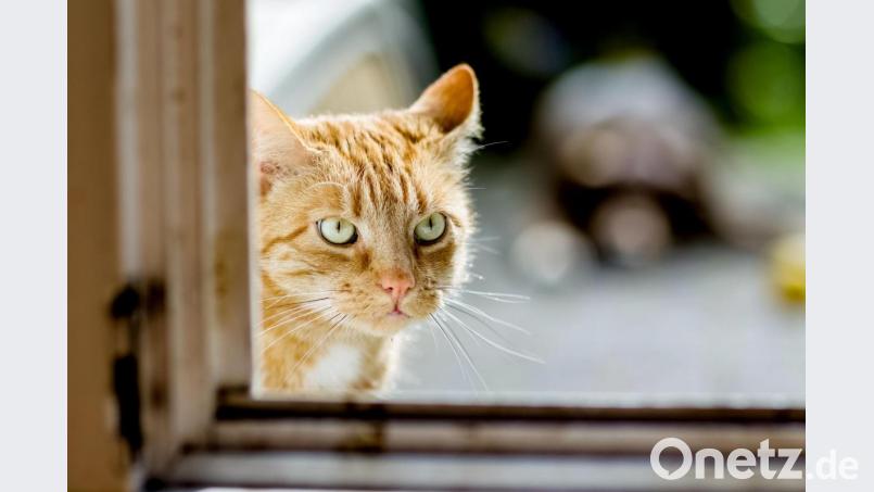 Alles für die Katz' hätte die Windischeschenbacherin gegeben. Fast jedenfalls. Symbolbild: Markus Scholz/dpa