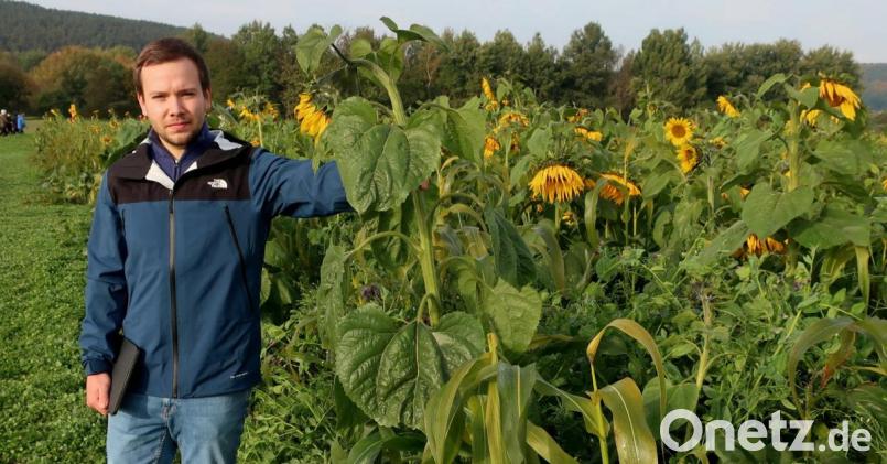 Sebastian Prüfling hat Zwischenfrüchte angebaut und wertet die Bodenproben für seine Bachelor-Arbeit aus. Bild: Hirsch