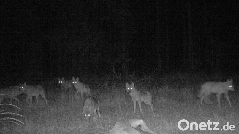 Fünf kleine Wölfe sind samt Eltern vor eine Wildkamera im Manteler Forst gelaufen. Bild: Bayerische Staatsforsten