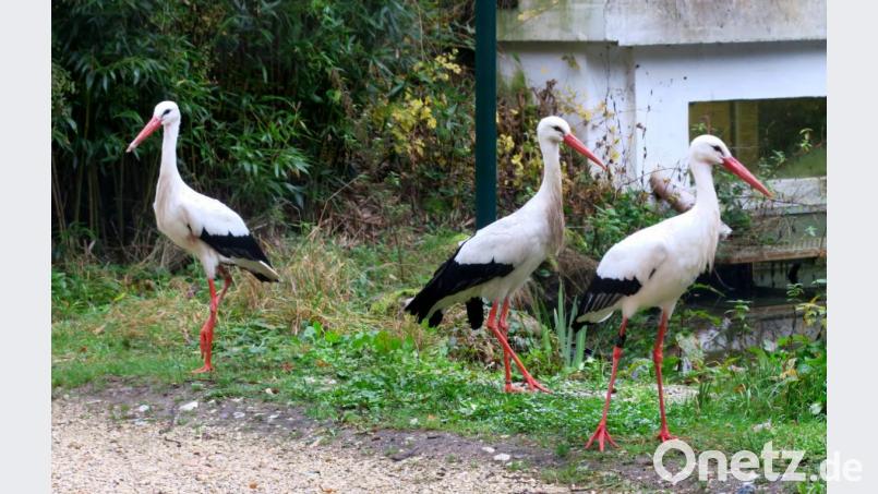 In das sanierte Gehege des Freizeitparks Höllohe sind drei Weißstörche eingezogen, die in der freien Natur keine Überlebenschance hätten. Bild: Hirsch