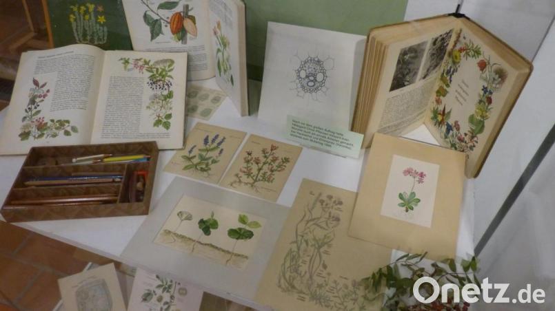 Ein Blick in die Sonderausstellung mit Arbeiten der Künstlerin und Pflanzenmalerin Hildegard Christ. Bild: Edith Zimmermann/exb