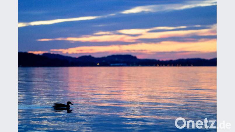 Eine Ente schwimmt vor dem Abendrot über den Chiemsee. Archivbild: Matthias Balk