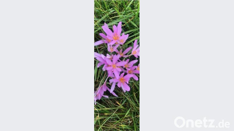 Die Natur hat auch im Herbst noch viel Farbe zu bieten. Bild: do