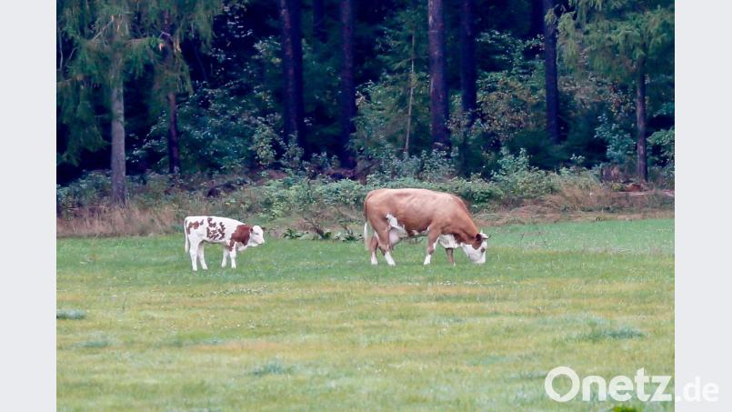 Friedlich grasen Kuh und Kalb auf einer Wiese bei Perschen. Das Ungewöhnliche daran: Das Rindvieh ist vor etwa einem halben Jahr aus einem Stall ausgebüxt, kalbte ab und lebt seither samt Nachwuchs in „freier Wildbahn“. Bild: Hösamer