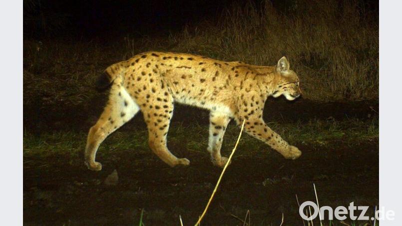 Der Harzer Luchs „Ivan“ sorgt im Steinwald für Ärger. Das 2018 aus Niedersachsen zugewanderte Tier nähert sich Bauernhöfen und hat mehrere Hauskatzen getötet. Bild: Landesamt für Umwelt