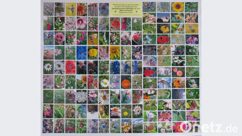 Diese Foto-Collage zeigt einen Ausschnitt der Einsendungen zum Fotowettbewerb des Gartenbauvereins Edelsfeld. Alle Bilder sind am Eingang im Rathaus zu sehen. Außerdem stellt sie die Gemeinde auf ihrer Facebook-Seite ein. Bild: gru