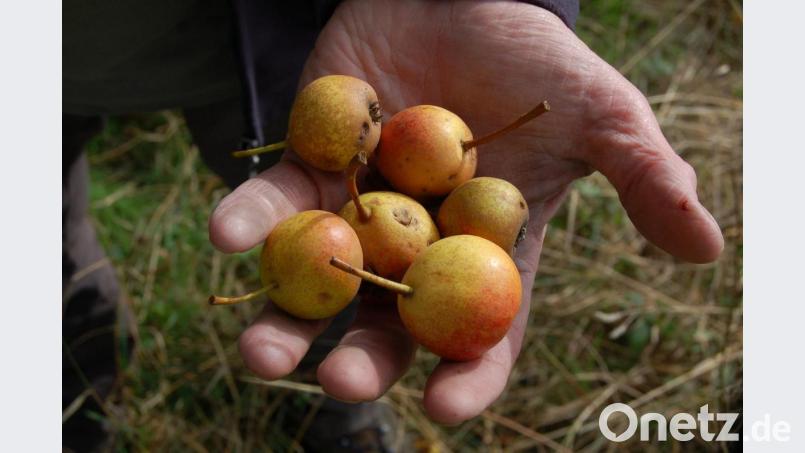 Diese kleinen Sußbirnen hat Wolfgang Subal bei Steinling gefunden. Diese schmecken sehr süß und sind “rotbaschig“, wie man in Steinling sagt, haben also rote Wangen. Bild: Barbara Ströll, Öko-Modellregion