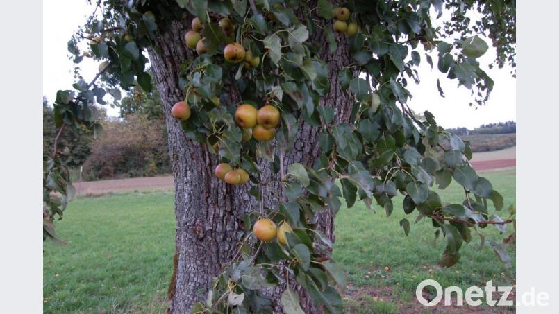 Die mächtigen Sommer-Sußbirn-Bäume um Steinling sind vermutlich mehr als 200 Jahre alt. Sie tragen heuer viele Früchte. Bild: Barbara Ströll, Öko-Modellregion