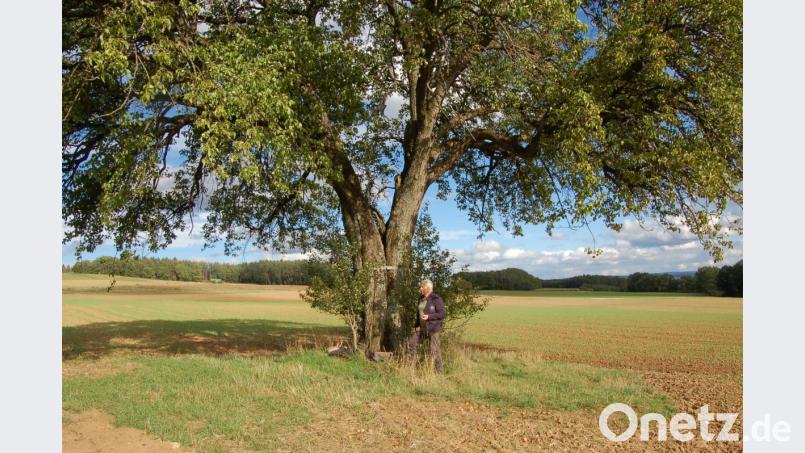 Den größten Sommer-Sußbirnbaum den Wolfgang Subal bei Steinling untersucht hat, ist vermutlich mindestens 200 Jahre alt. Er steht im Tal zwischen Steinling und Weißenberg, östlich der Straße. Bild: Barbara Ströll, Öko-Modellregion